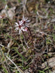 Lithophragma glabrum