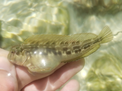 Molly miller (Scartella cristata) — Blenniidae — 2