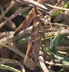 Lipographis umbrella