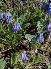 Mertensia oblongifolia