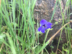Pholistoma auritum auritum