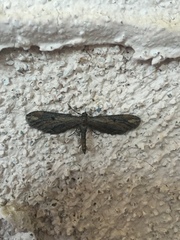 Eupithecia subapicata
