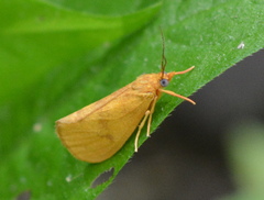 Virbia opella