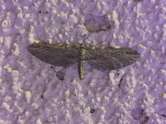 Eupithecia acutipennis