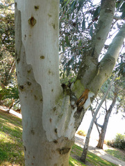 Eucalyptus megacarpa
