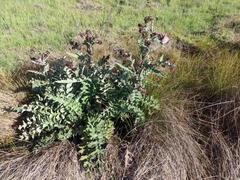 Cirsium fontinale obispoense