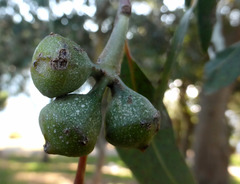 Eucalyptus megacarpa