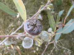 Eucalyptus megacarpa