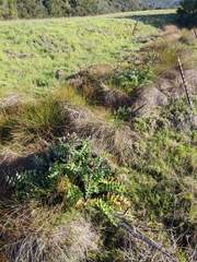 Cirsium fontinale obispoense