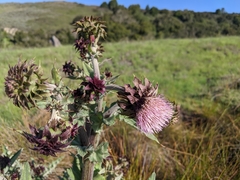 Cirsium fontinale obispoense