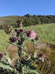 Cirsium fontinale obispoense