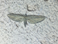 Eupithecia acutipennis