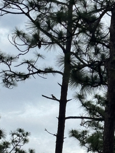 Pileated Woodpecker