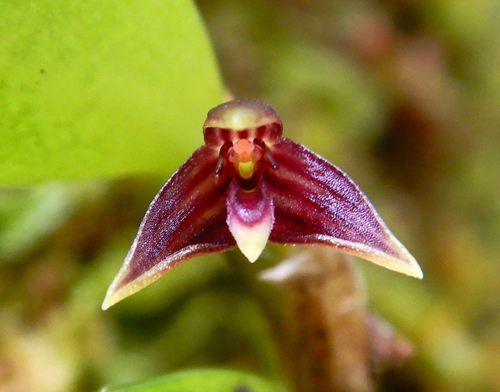 Bulbophyllum betchei F.Muell.