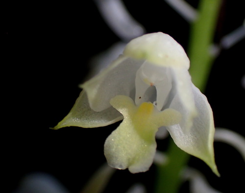 Calanthe hololeuca observed 2026-05-28