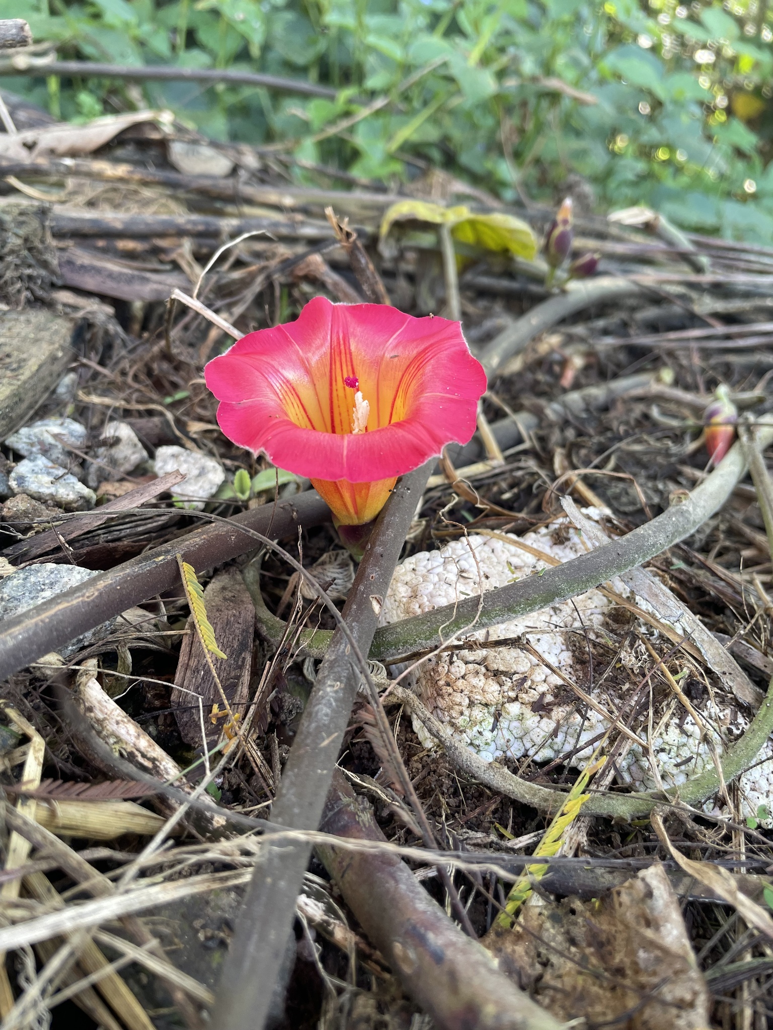 Stictocardia beraviensis