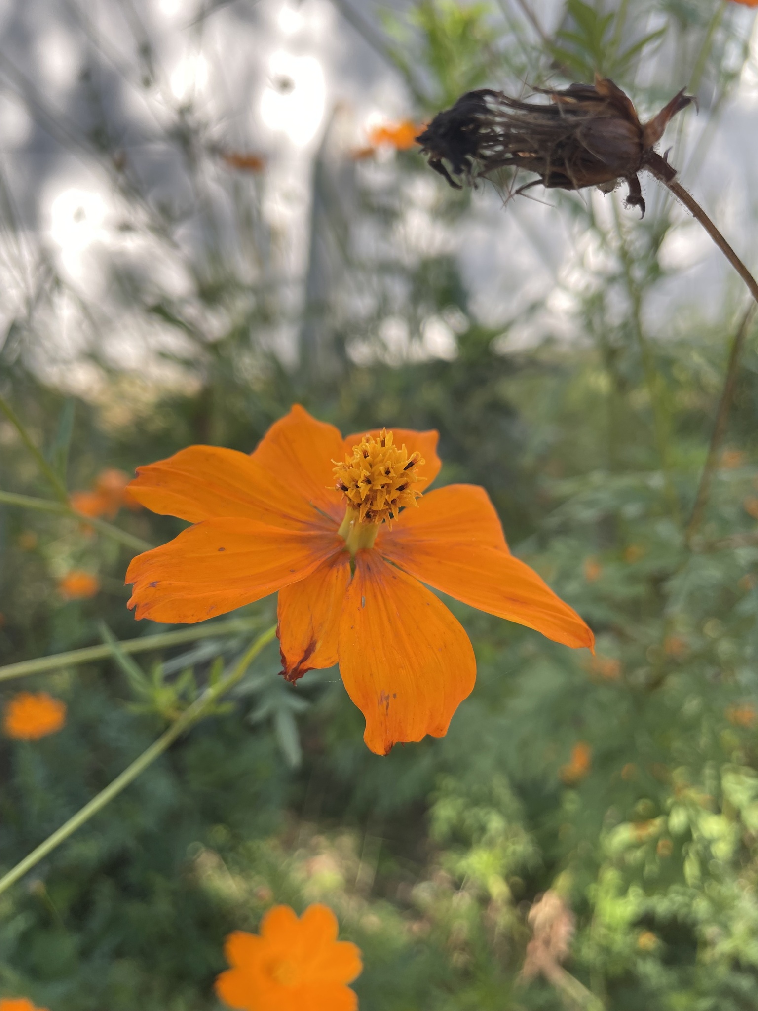 Cosmos sulphureus
