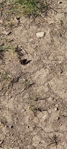 Small Tortoiseshell