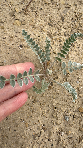 Astragalus mollissimus, photograph 3