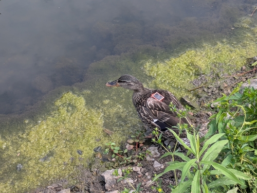 Duck