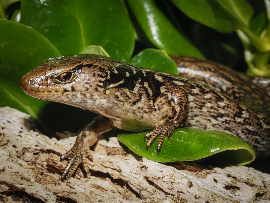Macgregor's Skink (Oligosoma macgregori)