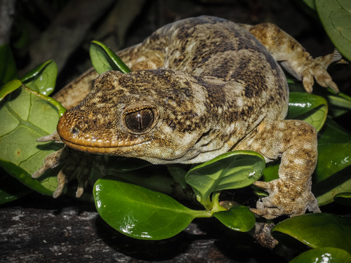 Tohu gecko, Hoplodactylus tohu