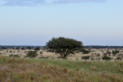 Prosopis caldenia