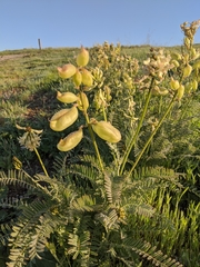 Astragalus curtipes