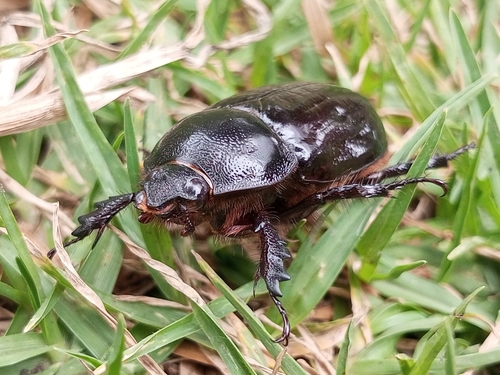 Heterogomphus dilaticollis