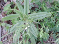 Lithospermum officinale