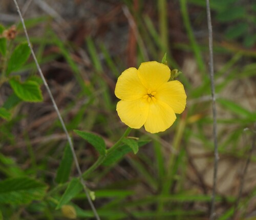 pitted stripeseed
