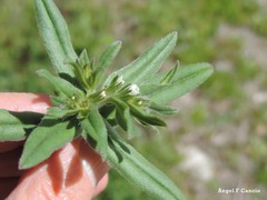 Lithospermum officinale