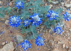 Dalea azurea