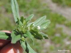 Lithospermum officinale