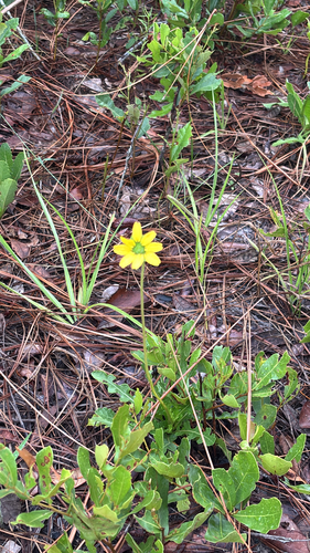 Florida Greeneyes
