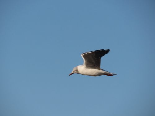 iNaturalist image
