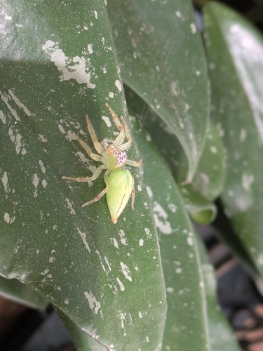 Green Jumping Spider