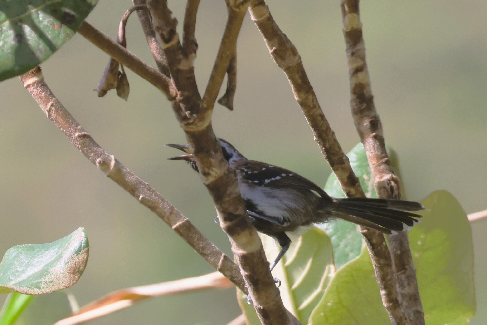 Sincora Antwren (Formicivora grantsaui), photo 2