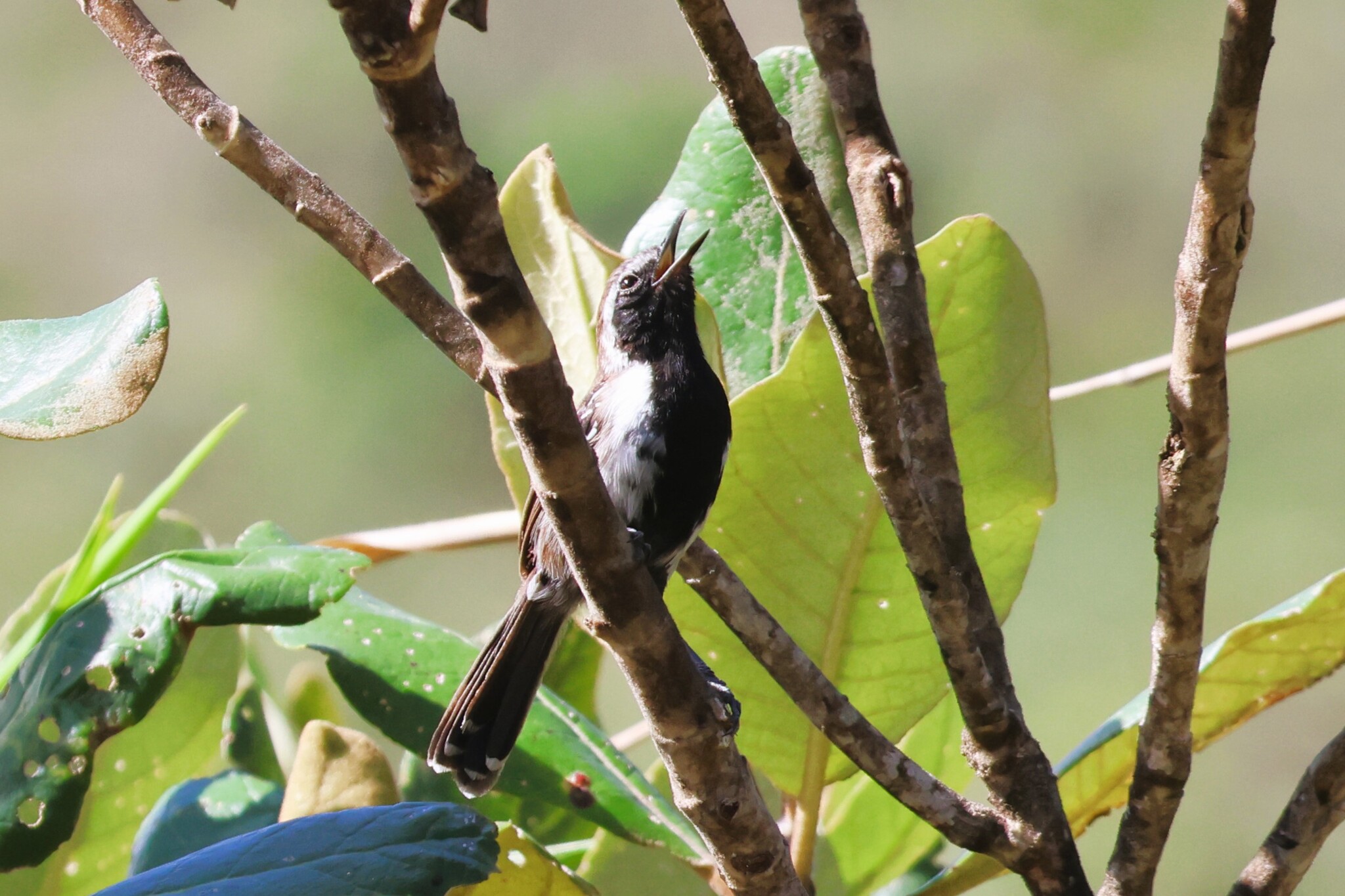 Sincora Antwren (Formicivora grantsaui), photo 1
