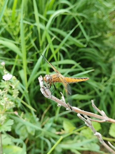 Scarce Chaser