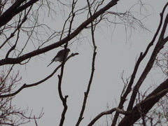 Spiziapteryx circumcincta