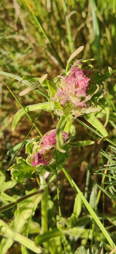 Field Cow-wheat