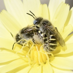 Calliopsis puellae