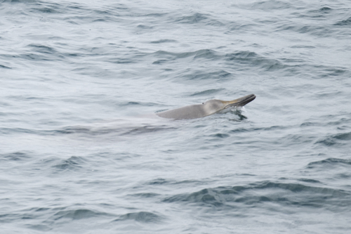 Sowerby's Beaked Whale (Mesoplodon bidens)
