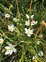 Ornithogalum umbellatum