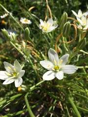 Ornithogalum umbellatum