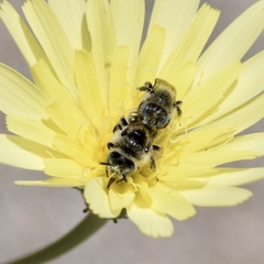 Calliopsis puellae