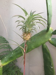 Ananas comosus microstachys