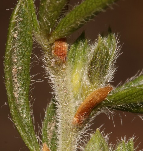 Image of Outramp Dottypea by (c) Brian du Preez, some rights reserved (CC BY-SA)
