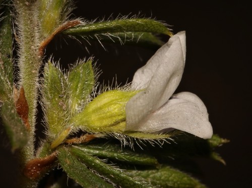 Image of Psoralea outrampsii by (c) Brian du Preez, some rights reserved (CC BY-SA)
